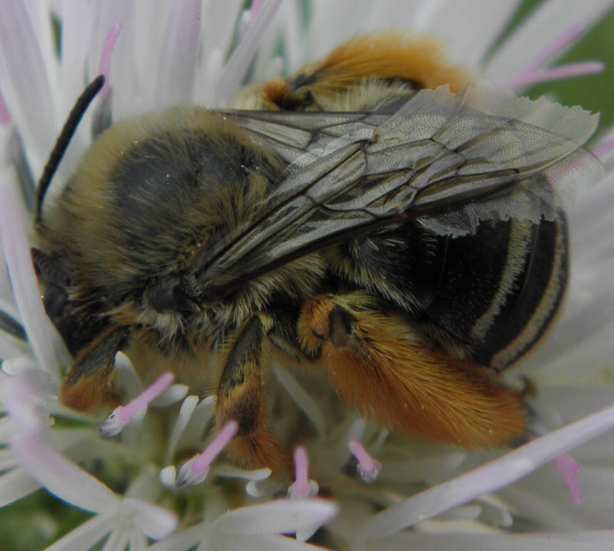 Eucera sp. (Apidae)